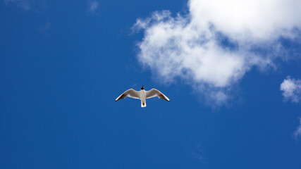 Flying seagull on blue sky background