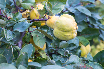 Quince is a "golden apple" growing in the fabulous garden of the Hesperides