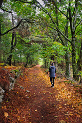 Fototapeta premium Hiker walking along a path under a forest of chestnut trees on autumn, in the municipality of Casillas, Ávila, Spain.
