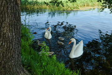 White swans are swimming on the lake. adult Whooper swan with 5 cygnets swimming in the lake