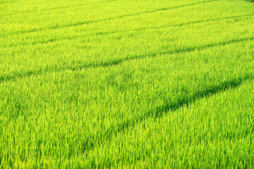 Obraz na płótnie Canvas landscape of beautiful green rice plantation