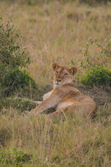 lion cub in the grass
