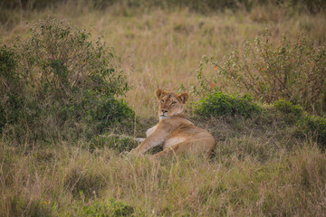 Naklejka premium black backed jackal desert