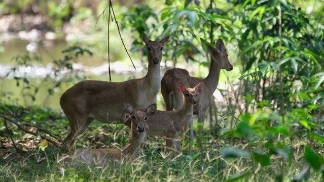 Four individuals trying not to move while watching vigilantly, Eld's Deer, Rucervus eldii, Huai Kha Kaeng Wildlife Sanctuary, Thailand.