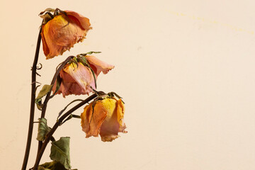 almost dry roses on a nude color background