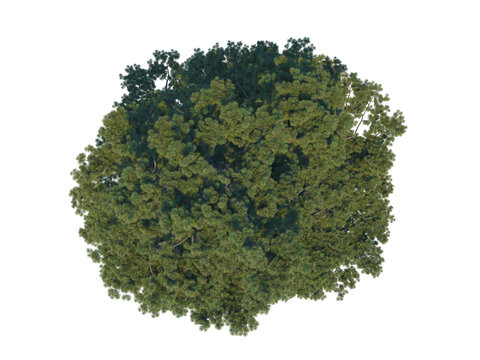 Scots Pine top view png alpha channel