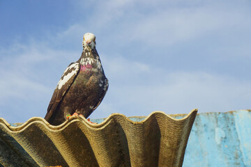 Single pigeon on a corrugated asbestos roof 