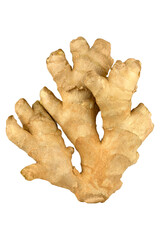Whole ginger root on transparent background.