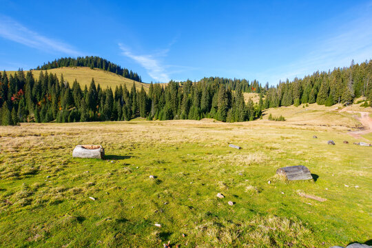 idyllic landscape in the carpathians. green meadows in front of a coniferous grove. forested summit in the distance beneath a blue sky with cirrus clouds