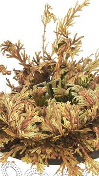Time lapse of opening Rose of Jericho (Resurrection Plant, or false Anastatica hierochuntica) with the word LOVE hidden inside, isolated on white background, vertical orientation