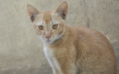 The brown cat it is...