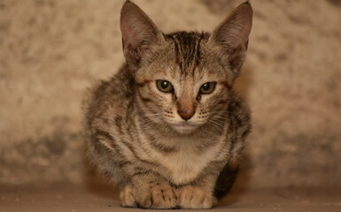 portrait of a cat