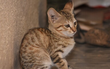close up of cat