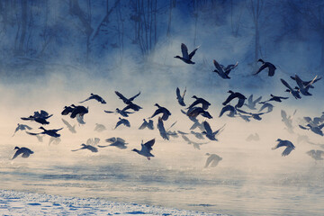 flying birds