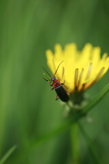 Cute red bug sitting on flower