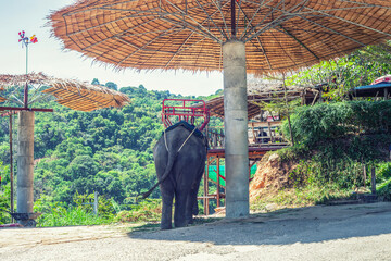 Elephant with seat on its back is tied near pole to chain, back view