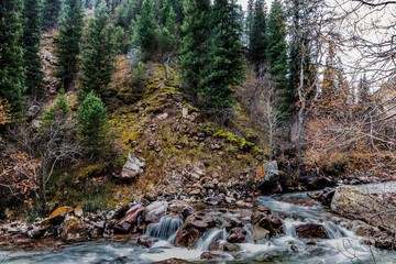 stream in the forest