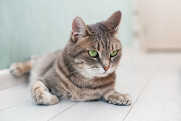 Beautiful cat lying on floor. Concept of pets.