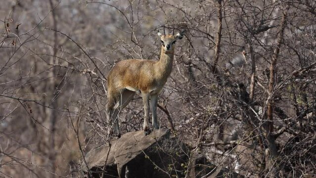 A klipspringer stands alertly on top of a rocky outcrop in dry scrub land.