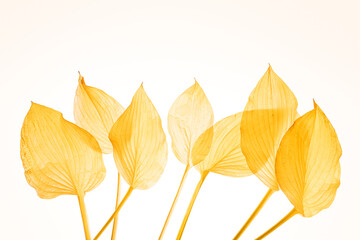 The row of translucent yellow leaves
