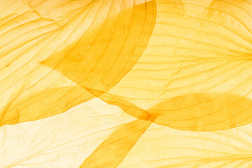 Macro texture of translucent layered yellow leaves - Powered by Adobe