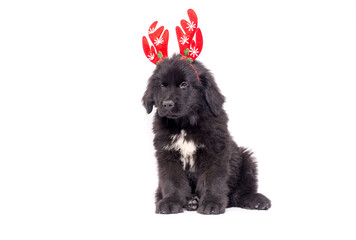 Funny portrait of cute smiling puppy dog  Newfoundland  wearing Christmas costume red deer horns hat on white background. Preparation for holiday. Happy Merry Christmas concept.