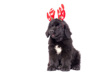 Funny portrait of cute smiling puppy dog  Newfoundland  wearing Christmas costume red deer horns hat on white background. Preparation for holiday. Happy Merry Christmas concept.