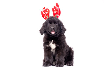 Funny portrait of cute smiling puppy dog  Newfoundland  wearing Christmas costume red deer horns hat on white background. Preparation for holiday. Happy Merry Christmas concept.