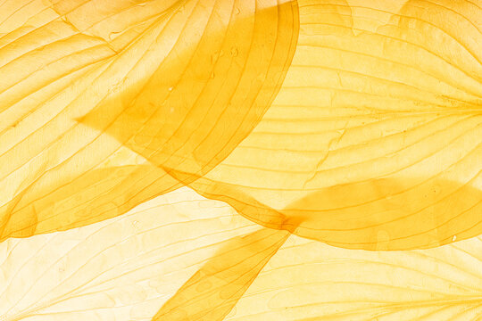 Fototapeta Macro texture of translucent layered yellow leaves