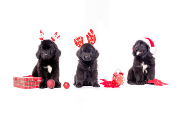 Portrait of a Newfoundland  puppy   for the Christmas holidays on a white background