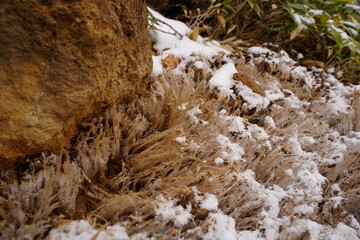 土の霜柱
