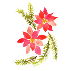 Christmas flower and pine leaves watercolor illustration for decoration on Christmas holiday event.