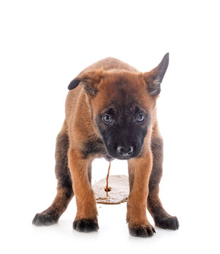 puppy malinois in studio