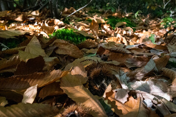 Automne