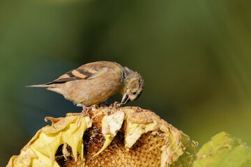 Closeup shot of an American goldfinch on the sunflower