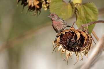 Closeup shot of an American goldfinch on the sunflower