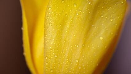 Water drop on yellow petals tulips, super macro shot with shallow depth of field.