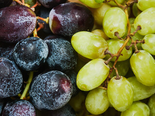 Green and dark blue grapes on a wooden board surface, Rich red background. Still life. Agriculture industry, food supply.