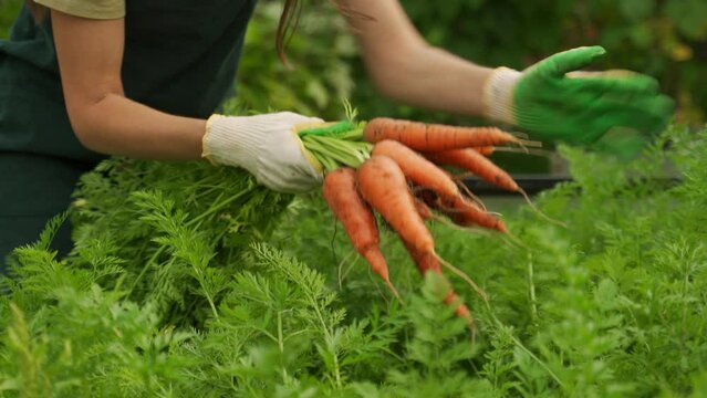 Close-up of a woman's hand pulling a carrot out of the ground.