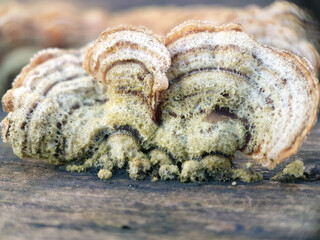 Macro bracket fungus on tree turkey tail