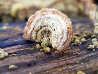 Macro bracket fungus on tree turkey tail