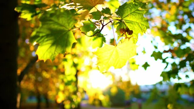 Close up view of tree branches with yellow and green maple leaves. Park with trees at background blue sky. Autumn leaves sway in wind and fall to ground. Beauty outdoors nature landscape in sun rays.