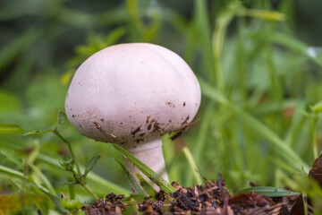 Mushroom (Agaricus campestris) in a meadow