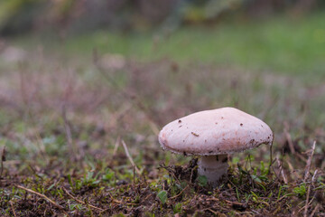 Mushroom (Agaricus campestris) in a meadow