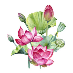 Hand drawn watercolor bouquet of lotus flowers, leaves, buds and seeds isolated on a white background.