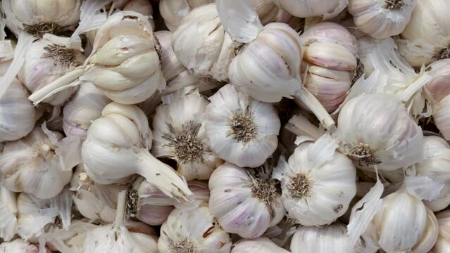 fresh organic garlic from farm close up from different angle
