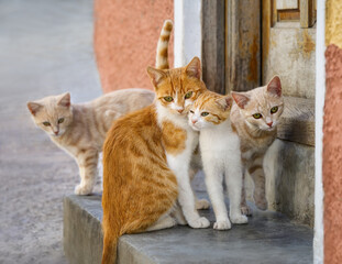 Cute cat family posing together in front of a house entrance door, lovely cats rubbing their heads against each other, Greece, Europe