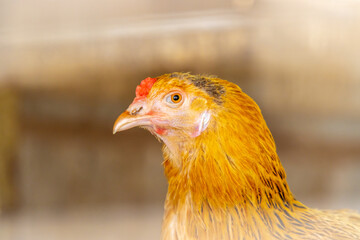 close up of a chicken