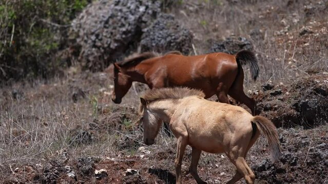 Sandel horses (Indonesian horse breed) graze in an arid desert in Kupang, Indonesia
