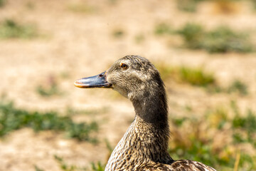 duck in the park